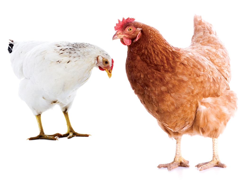 Hens